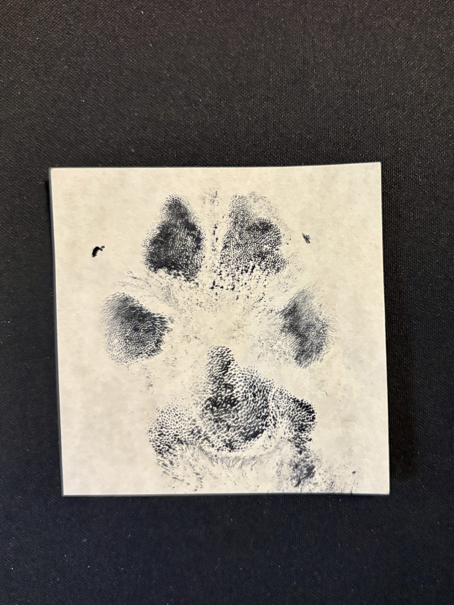 Ink paw print keepsake