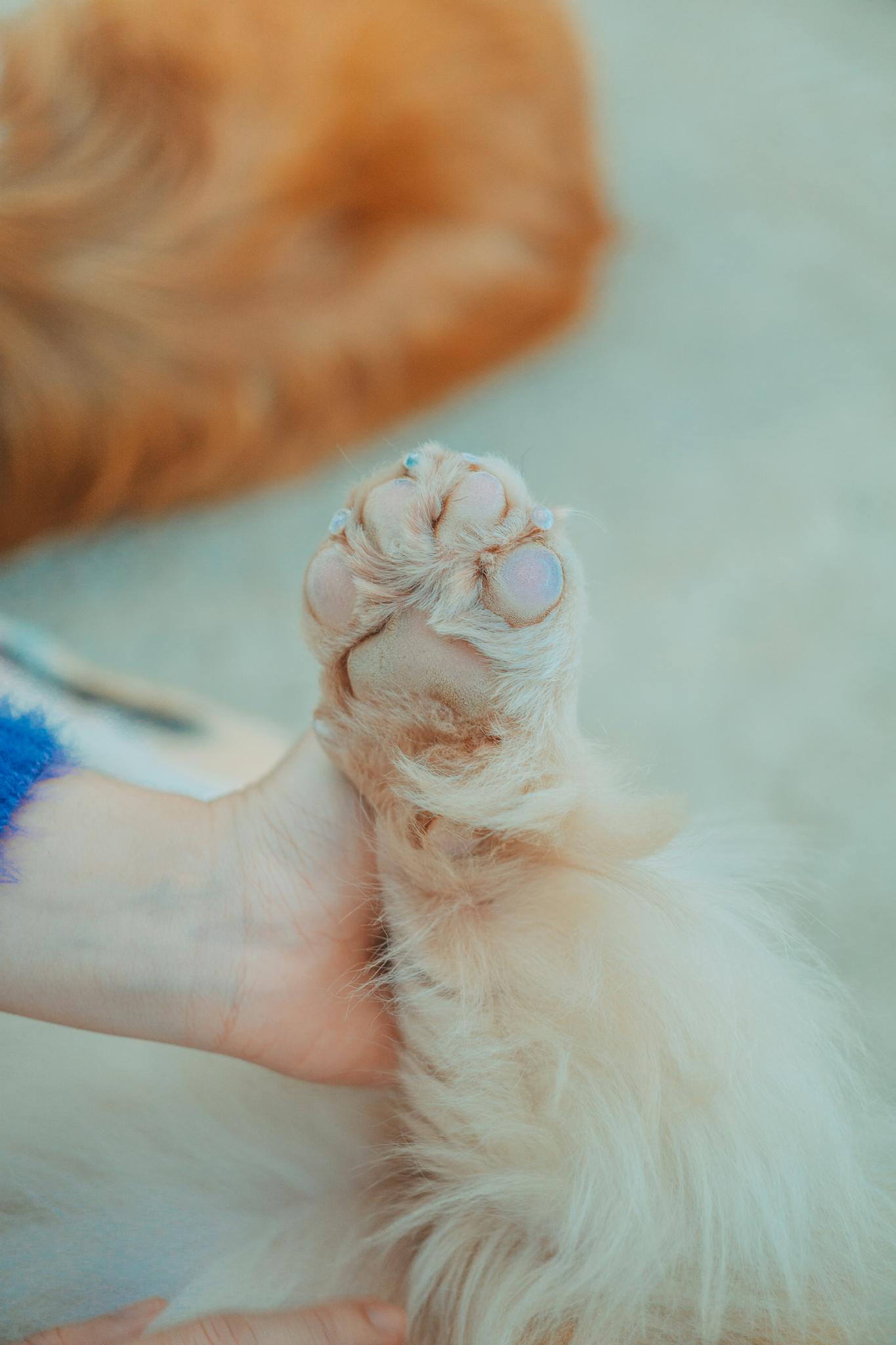 Human hand holding a dog paw