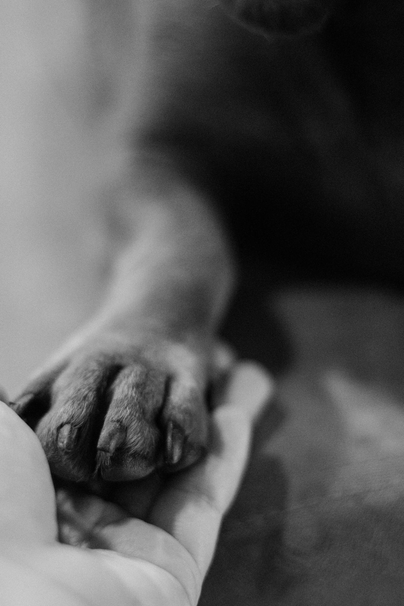 Dog paw resting in a human hand